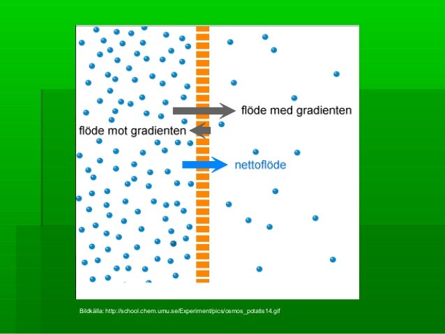 osmos och diffusion osmos och diffusion